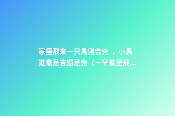 家里飛來一只鳥測吉兇，小鳥進家是吉還是兇（一早家里飛來一只鳥測吉兇）